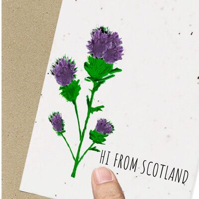 Escocia, cardo ecológico plantable con semillas