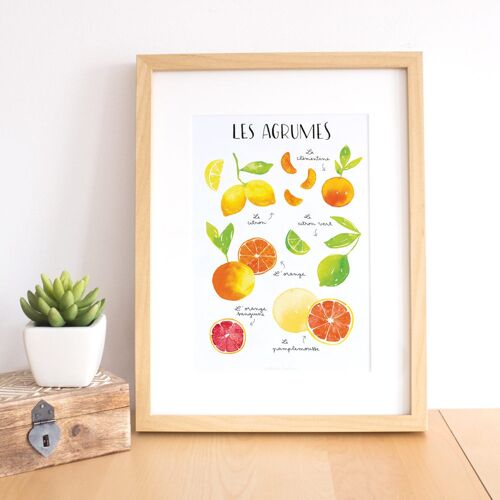 Kitchen Print - Citrus Fruits