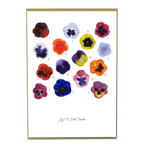 Viola Pansy Art Print