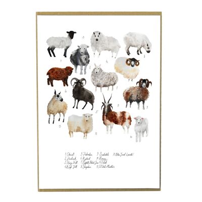 Herde von Schafen Kunstdruck