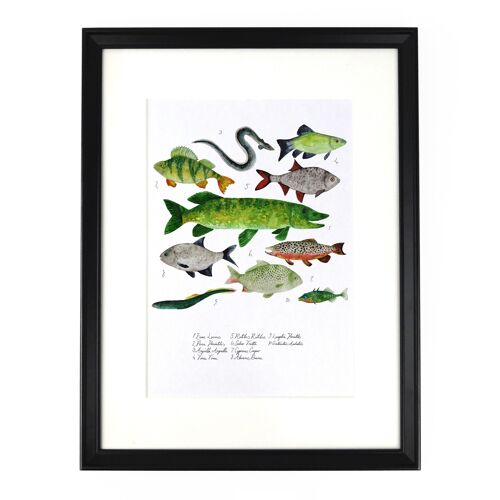 Flumens Freshwater Fish Art Print