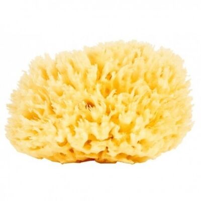 Natural Mediterranean Sea Sponge