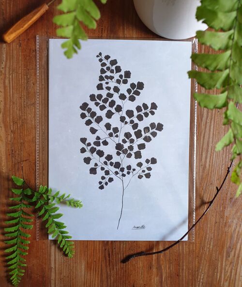 Scandi Pflanzen Poster "Black Adiantum" A4 - Nachhaltige Kunstdrucke auf Recyclingpapier in Zellophan