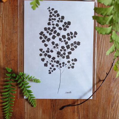 Scandi Plant Poster "Black Adiantum" A4 - Sustainable art prints on recycled paper in cellophane