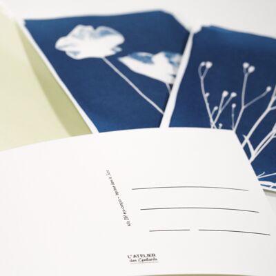 Special holiday cyanotype kit