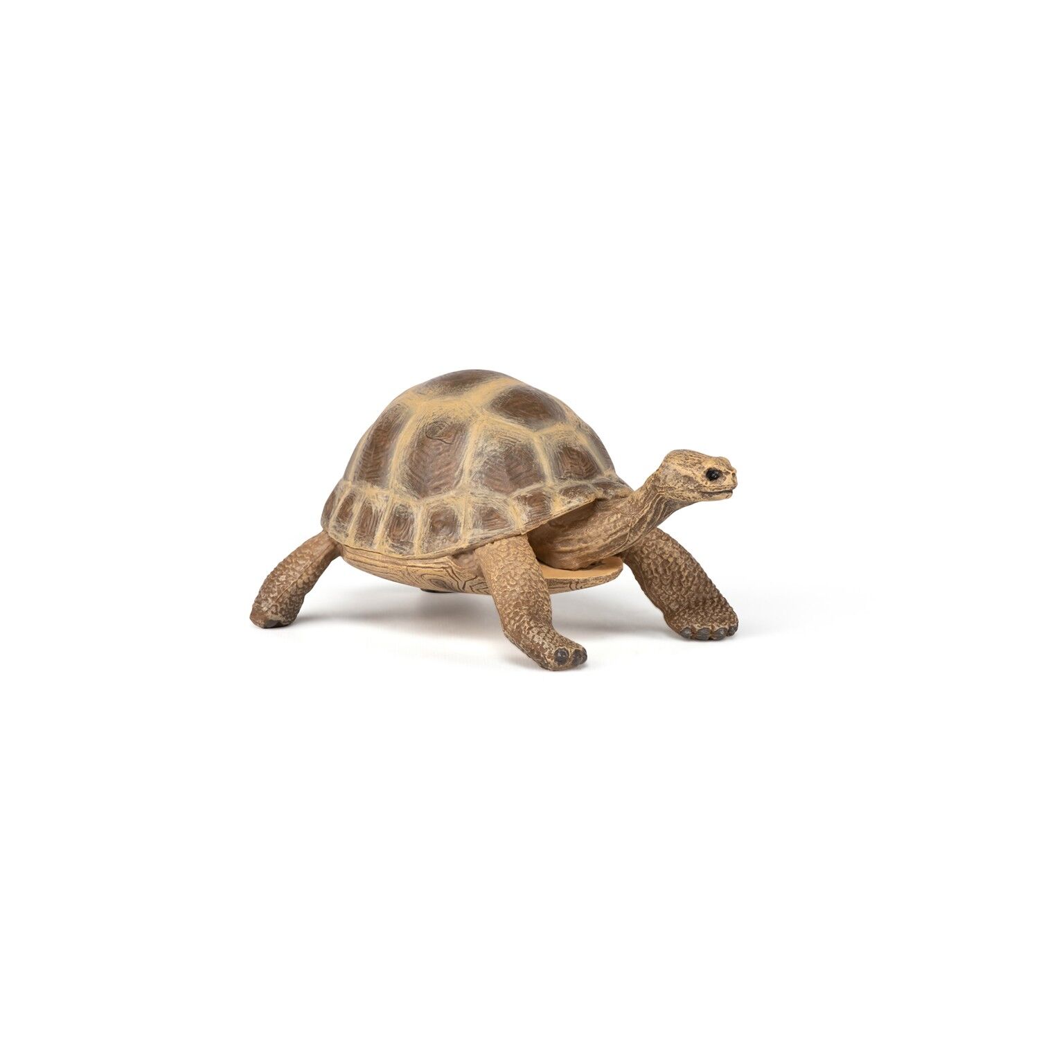 Papo - Figura - Tortuga de Hermann - Colección WILD LIFE - Ref. 50264