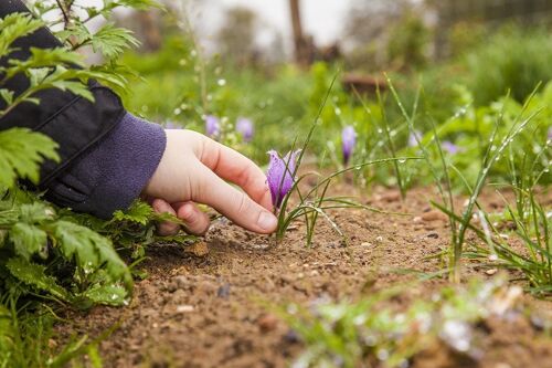 Safranessig Hadrian 100 ml Flacon