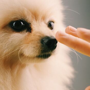 Baume apaisant nez & pattes pour chiens - Lavande 3