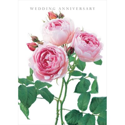 DA32 Wedding Anniversary Pink Rose Greeting Card