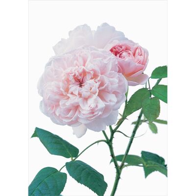 DA33 David Austin Roses Pink Rose Blank Greeting Card