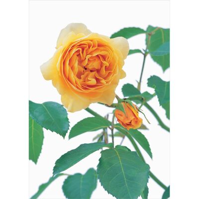 DA34 David Austin Roses Blank Greeting Card Peach Rose