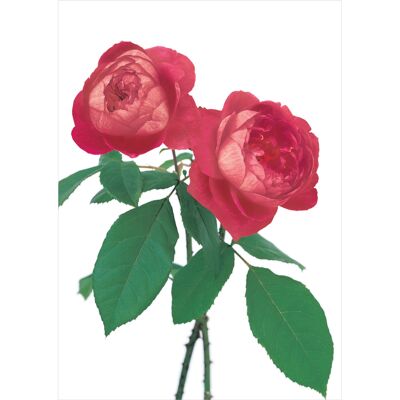 DA36 David Austin Roses Red Rose Greeting Card