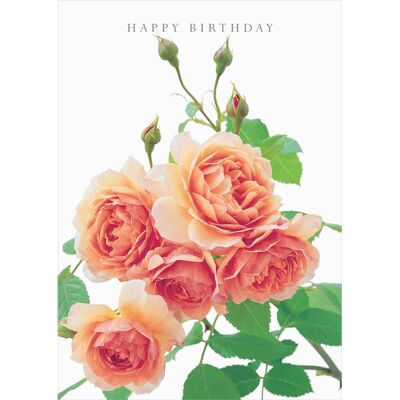 DA37 David Austin Roses Happy Birthday Greeting Card