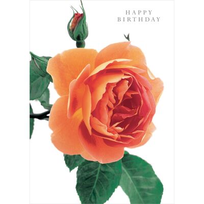 DA38 David Austin Roses Happy Birthday Peach Rose Greeting Card