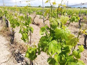 Albiria Primitivo di Manduria Dolce Naturale DOP Vin rouge doux 4