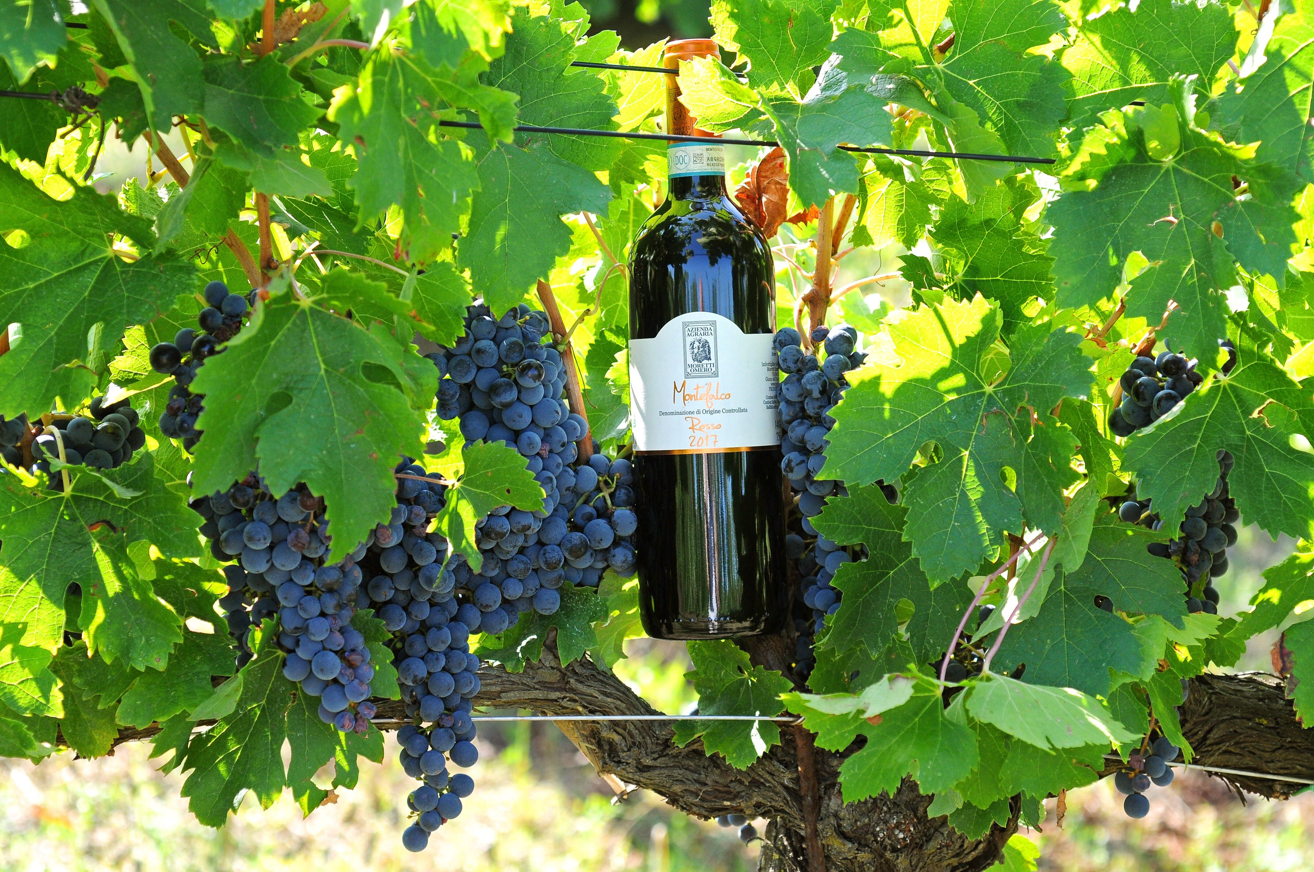 MONTEFALCO ROSSO DOC BIOLOGICO 2022