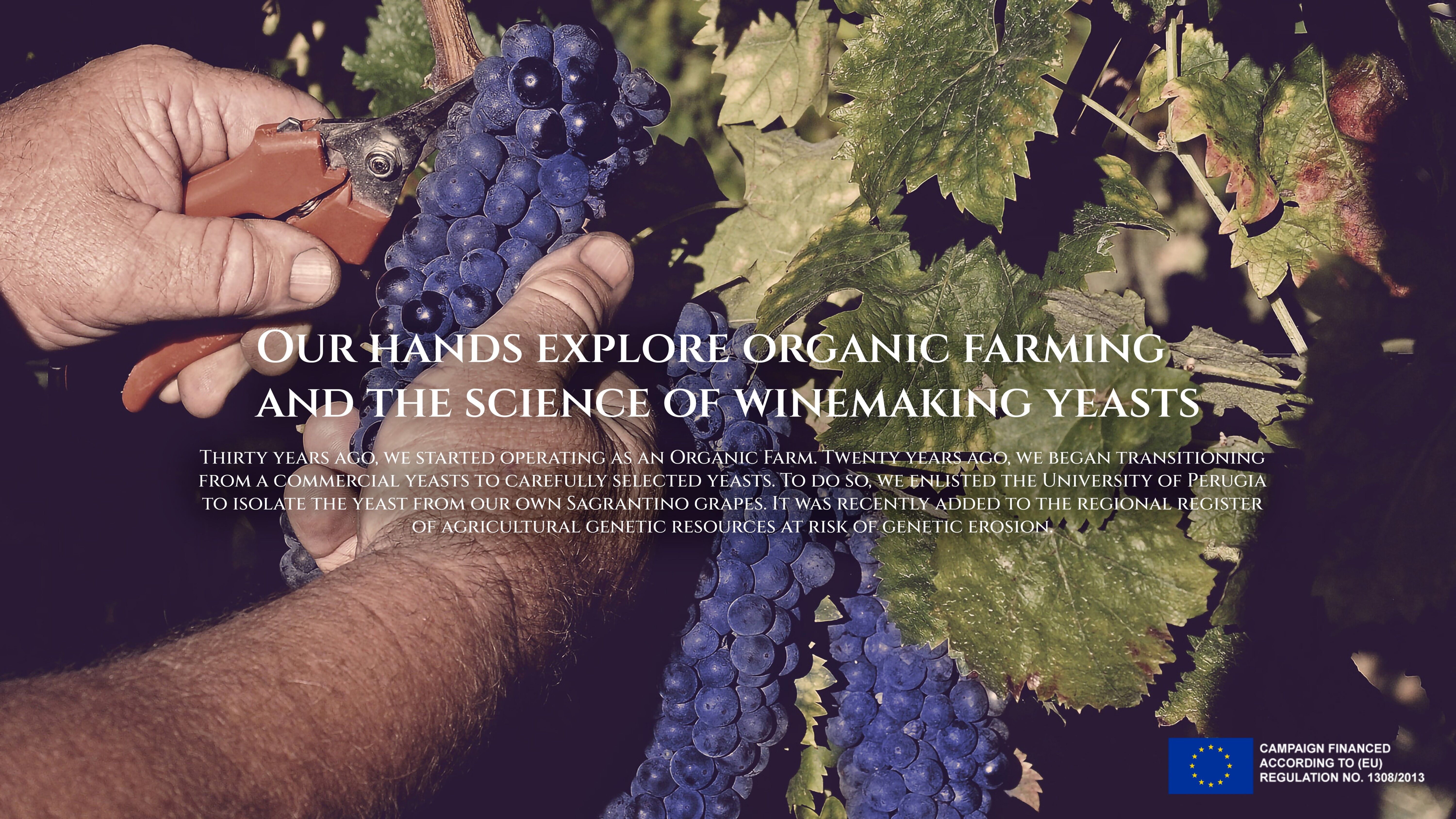 MONTEFALCO SAGRANTINO DOCG BIOLOGICO 2020