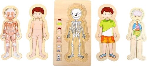 Schichtenpuzzle Anatomie Junge