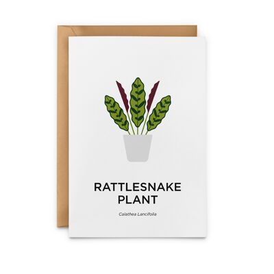 Rattlesnake Plant Card
