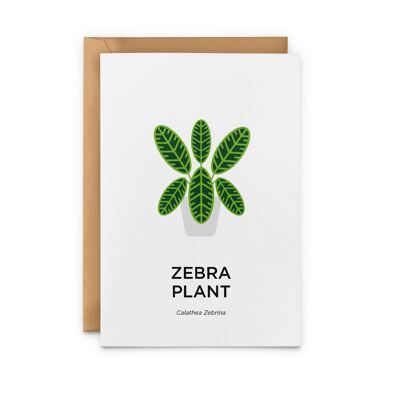 Zebra Plant Card