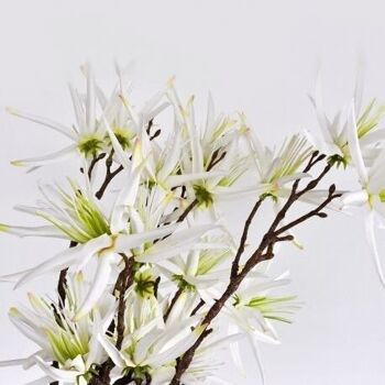 Hippeastrum Amaryllis Blanche - 76 cm - Fleurs artificelles 3