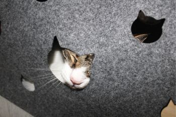 tunnel pour chats HIDEY 3