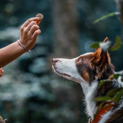 Scraps Gourmet - friandises bio pour chiens - Epinards & Varech - 400g