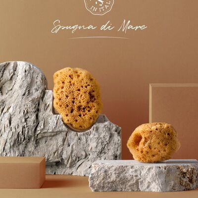 Sea sponge with case