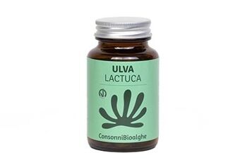 Ulva Lactuca