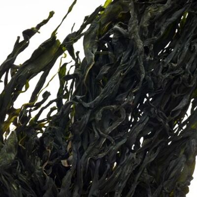 Biografía de Wakame