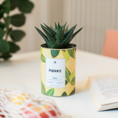 PIQUANTE - Succulent plant