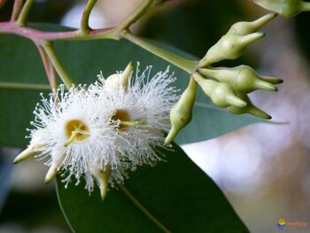 Miel d'Eucalyptus 170g 5