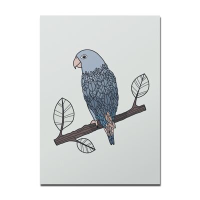 Perroquet de carte postale