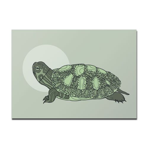 Postkarte Schildkröte