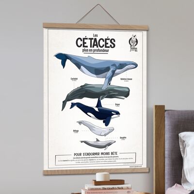 Poster - Cetacei