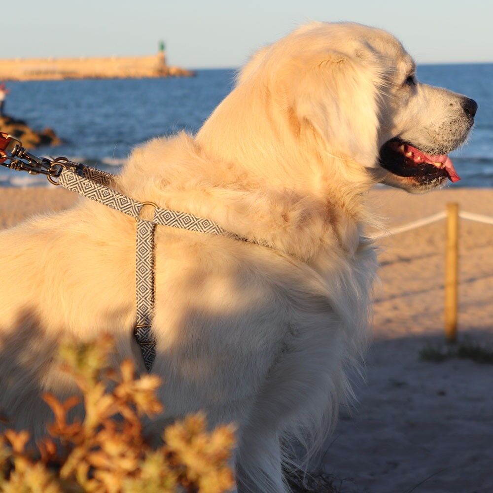 IMBRACATURA DALTON (L)