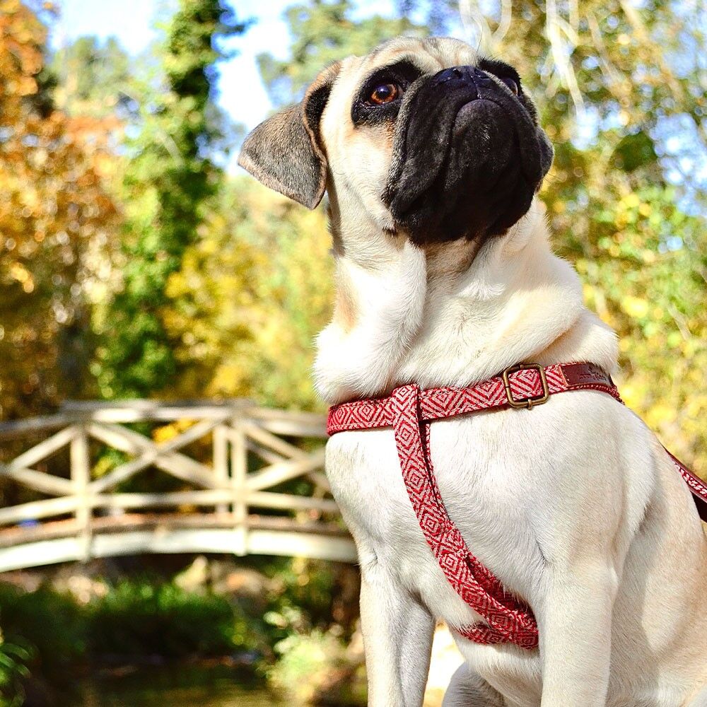 IMBRACATURA MAMBO (L)