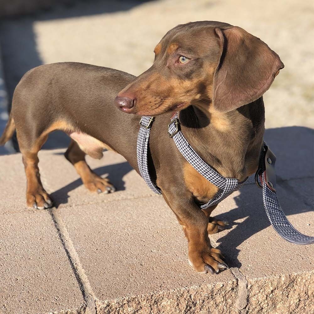 IMBRACATURA MILO (L)