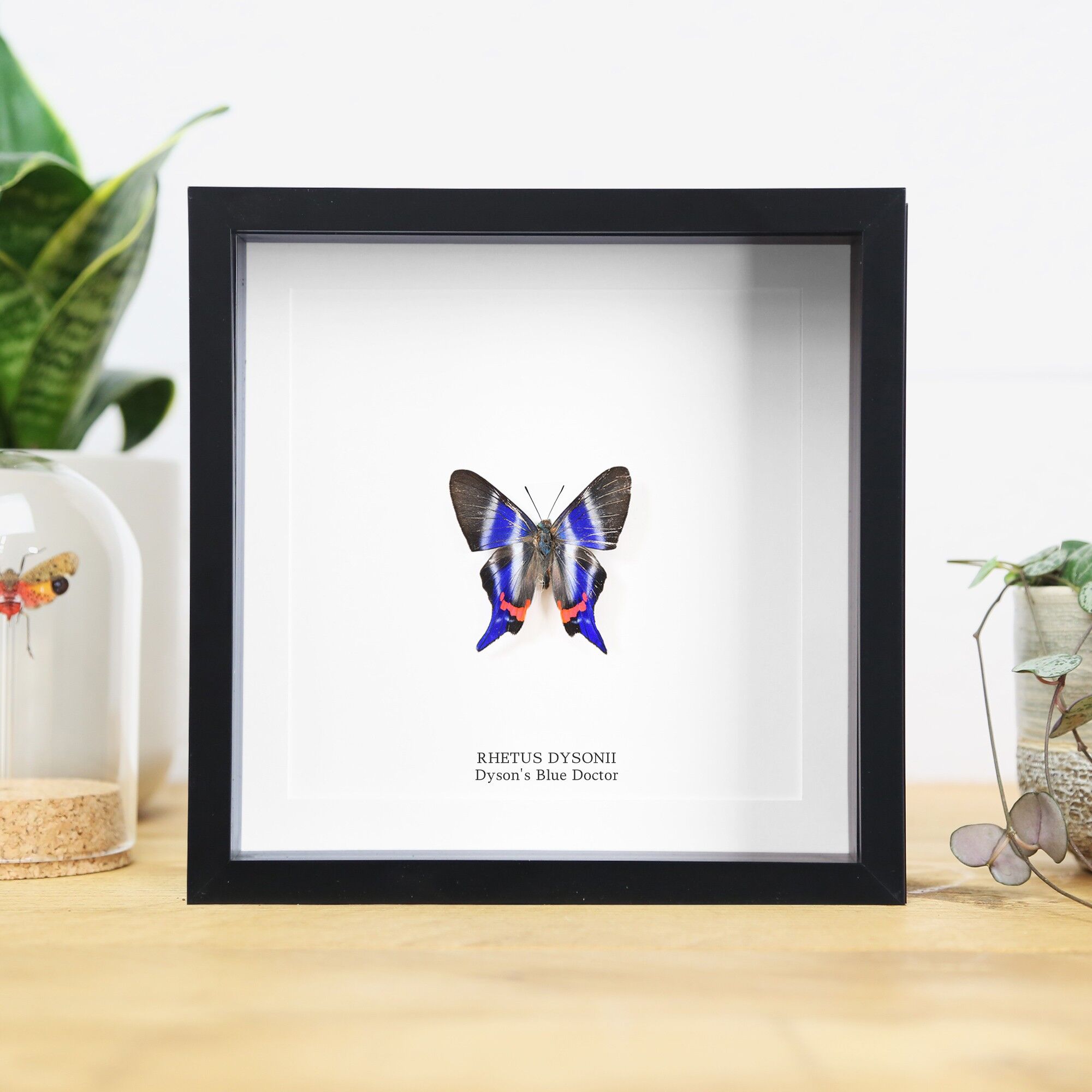 Dysons blauer Doktor