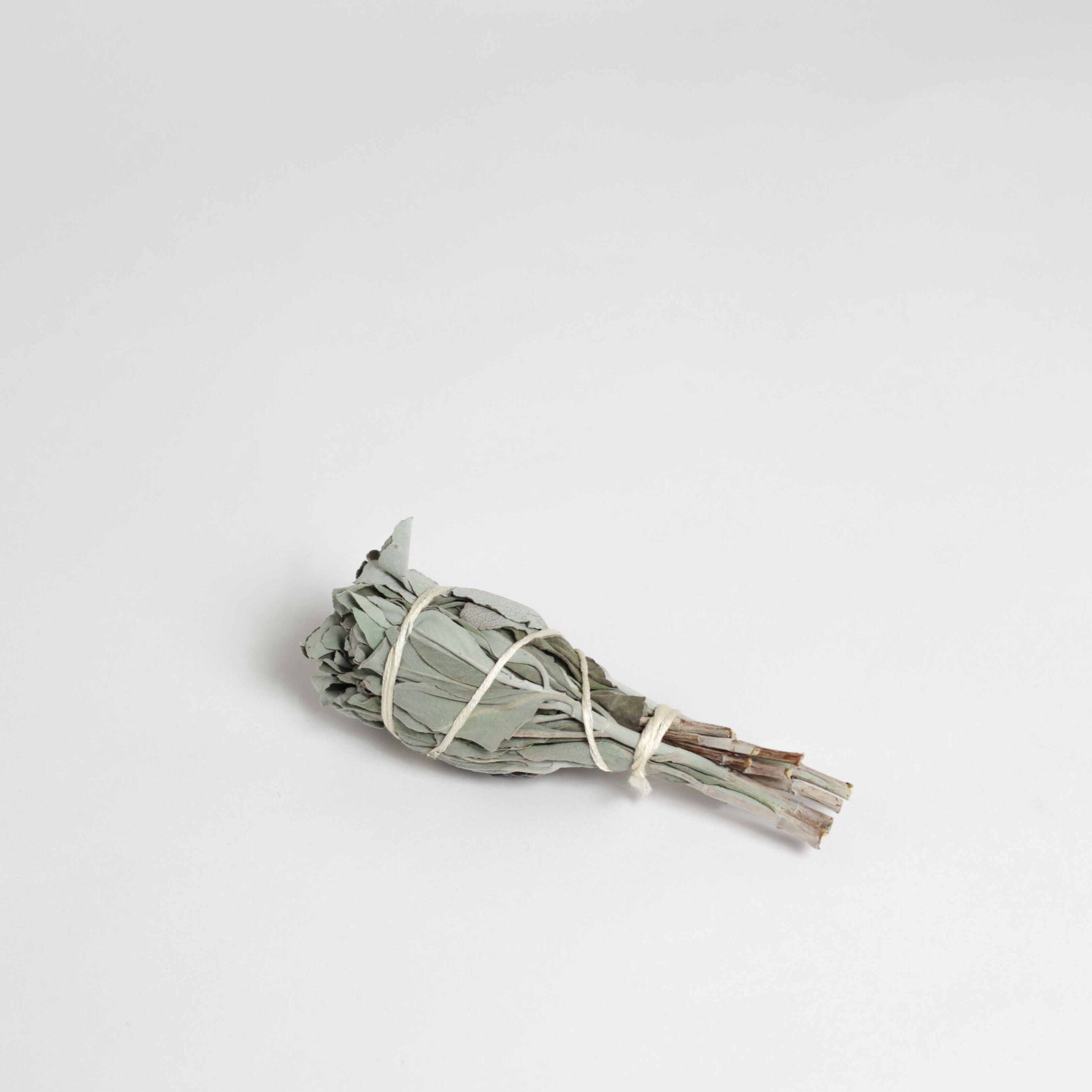 Macchia di salvia bianca