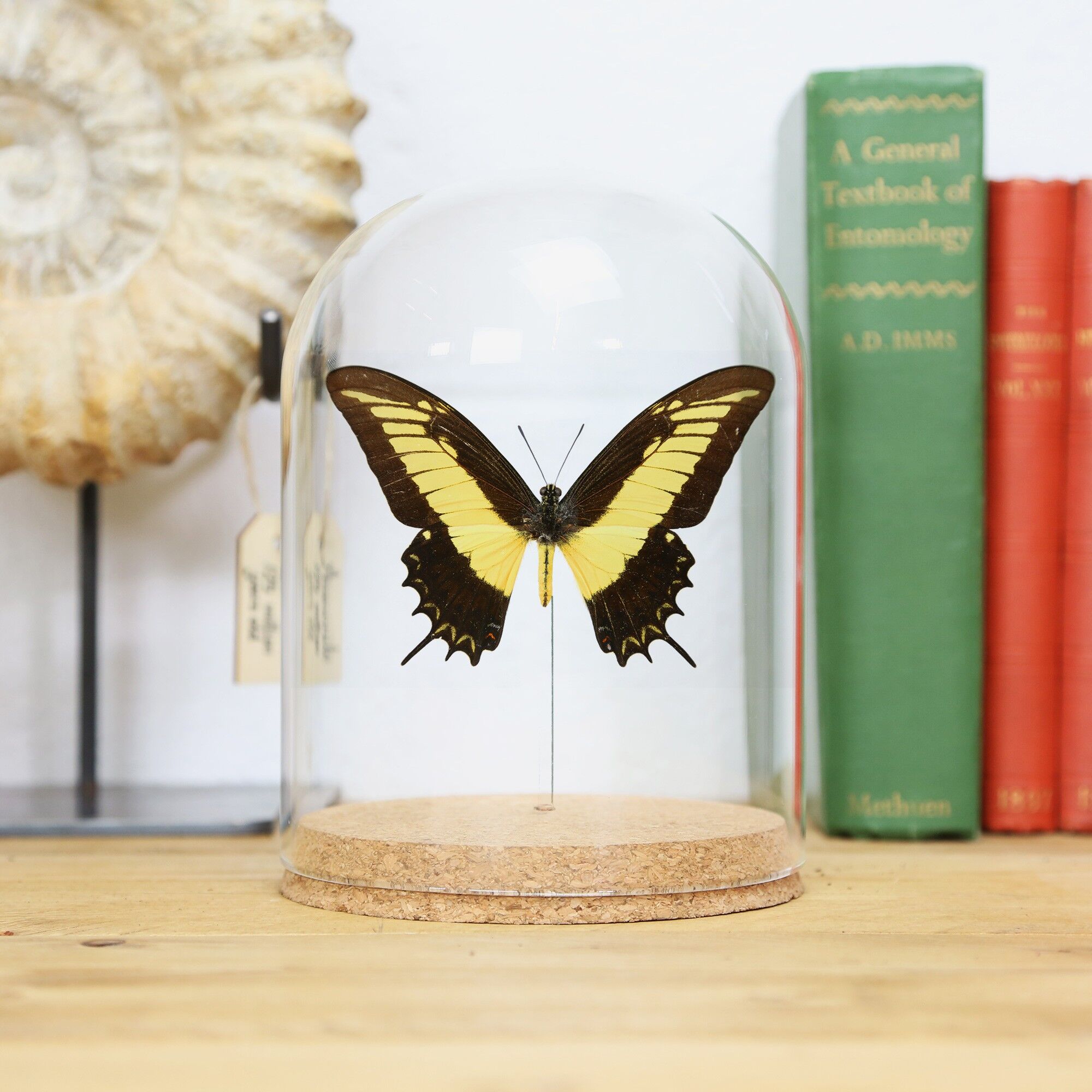 Androgeus Schwalbenschwanzglocke