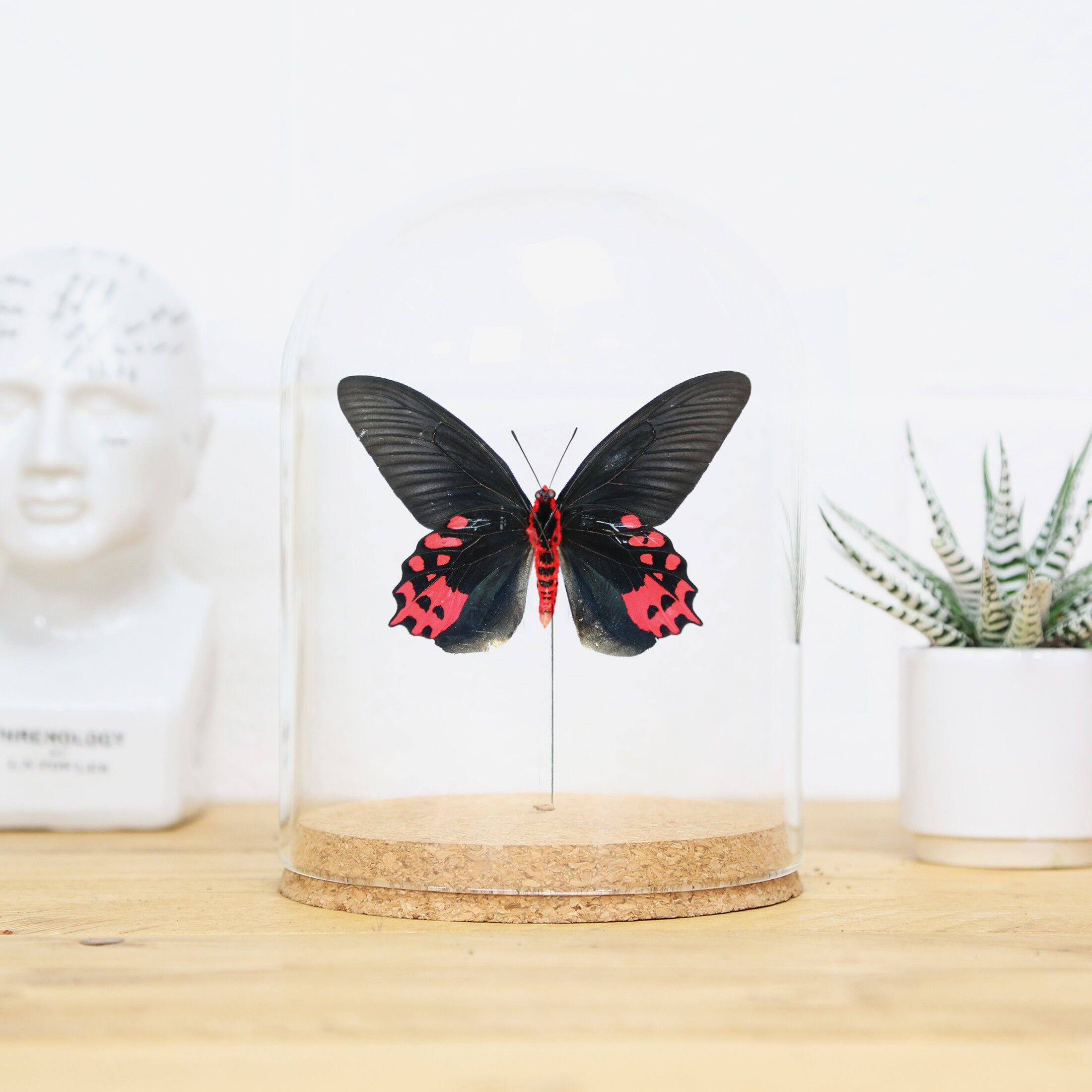 Schwarze Ballerina (männlich) Glasglocke