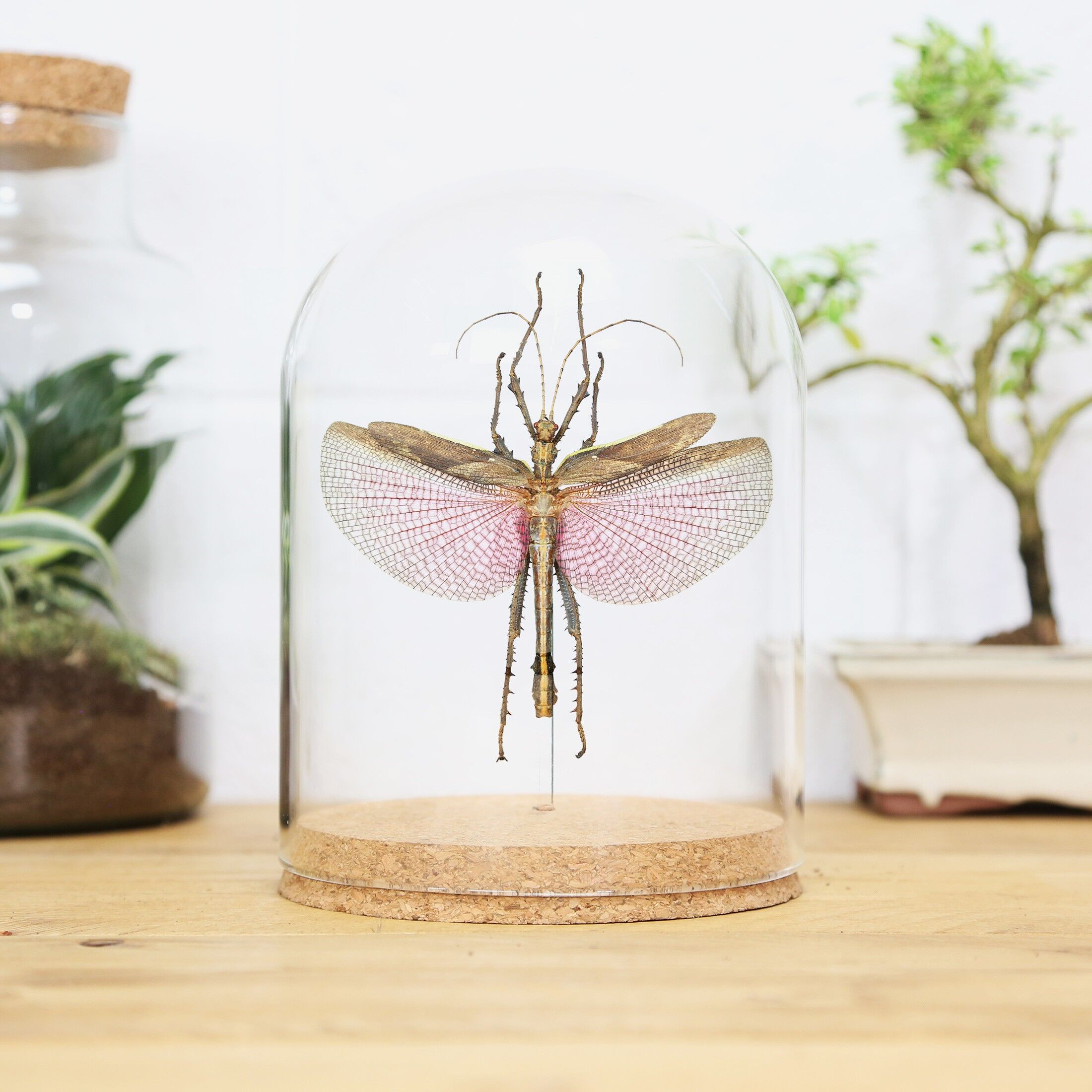 Malaiische Dschungelnymphe (männlich) Glasglocke