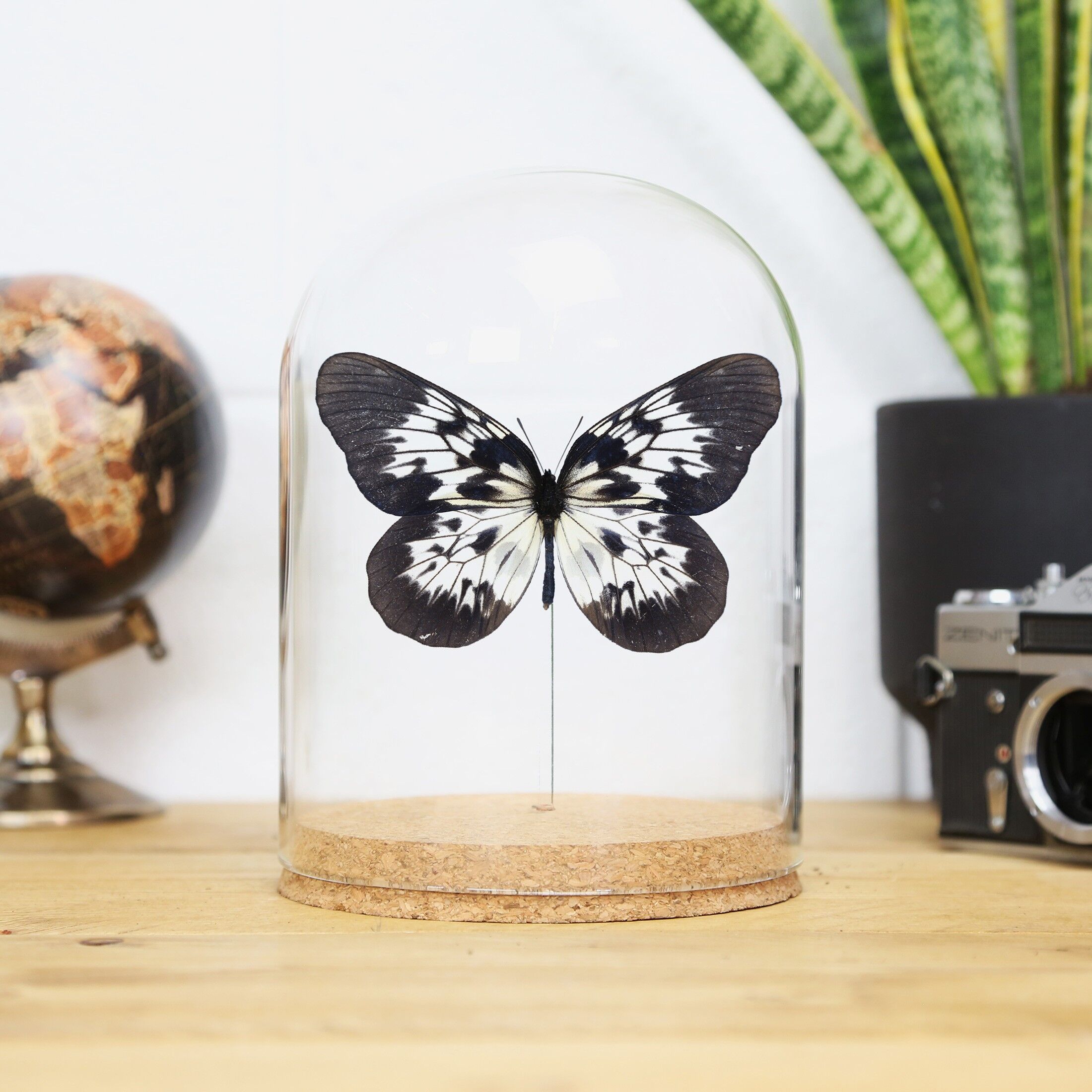 Bedford-Russells Baumnymphenglocke