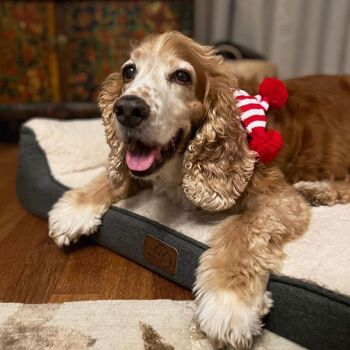Accessoire pour chien écharpe de Noël 8