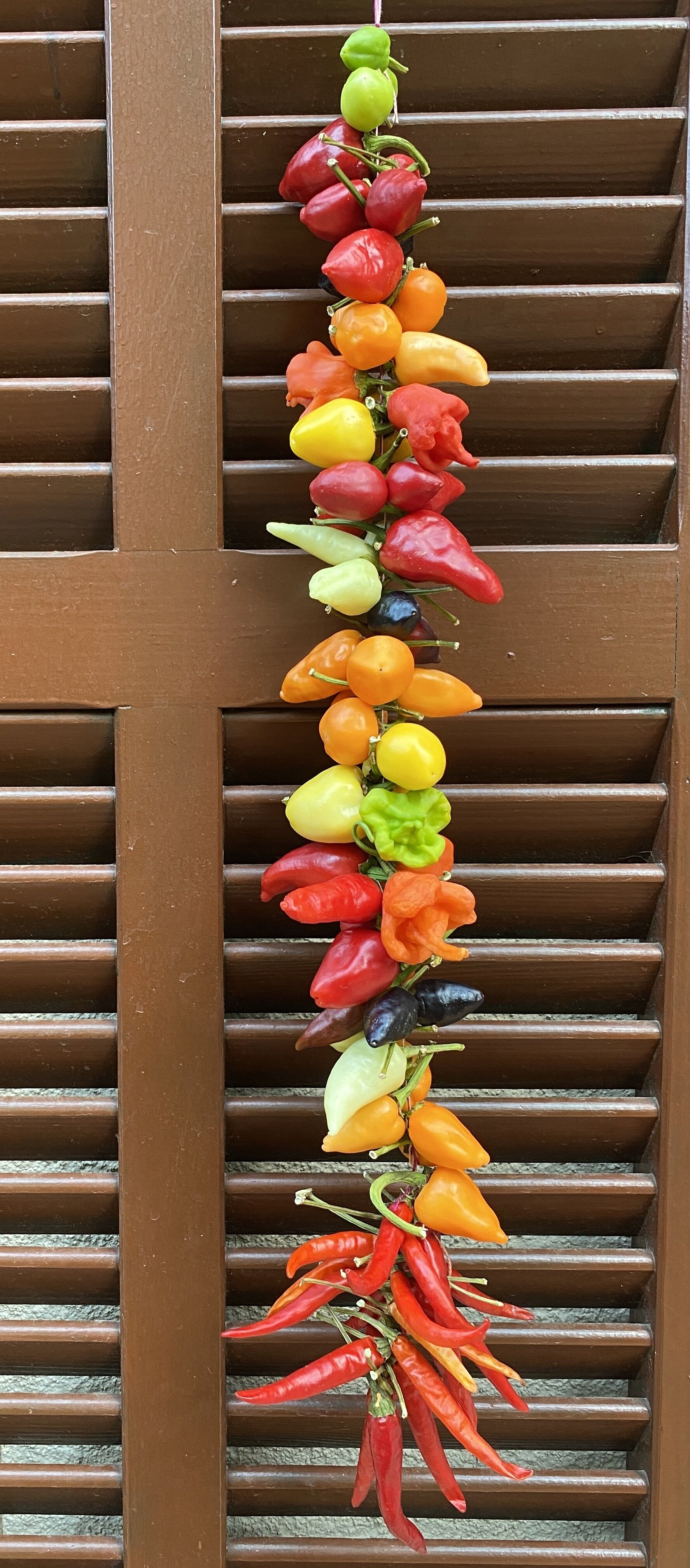 Chili Ristra de Majorque Santanyi