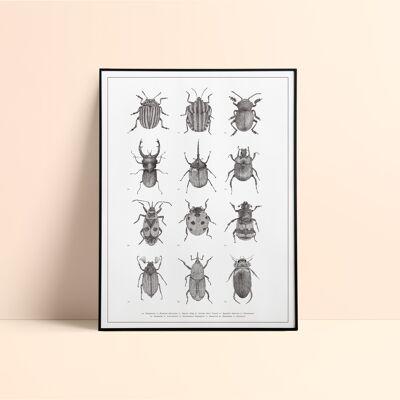 Insects Silkscreen / 30x40cm - Black