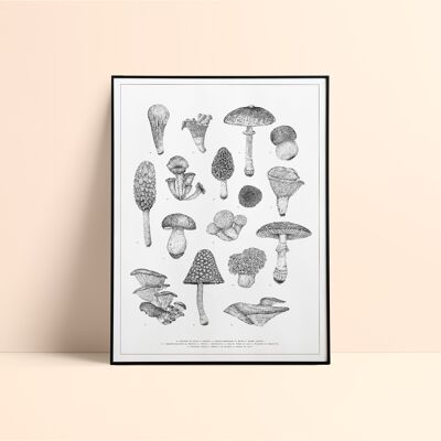 Mushrooms Silkscreen / 50x70cm - Black