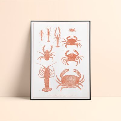 Serigrafía Crustáceos / 30x40cm - Naranja