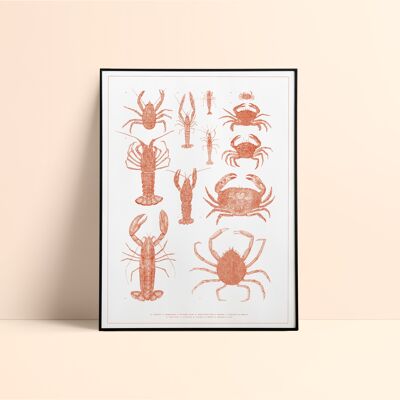 Serigrafía Crustáceos / 50x70cm - Naranja